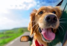 Are Wire Dog Crates Safe for Cars?