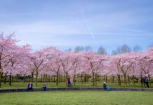 Memorial Trees: What Do They Symbolise?