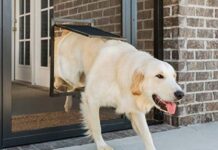 Tips for Installing a Dog Door Into a Screened Porch or Patio