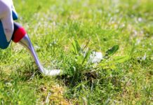 7 Reasons You Need to Get Rid of Those Weeds in Your Lawn
