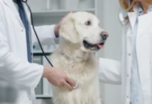 Breathe Right: Tips for Preventing Respiratory Problems in Your Dog