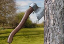 Spotting the Signs: 10 Indicators Your Tree Needs Removal