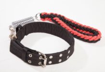Leather vs. Nylon Designer Dog Collars – Which Is Better?