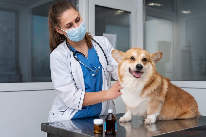 dog health